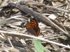 Lycaena phlaeas